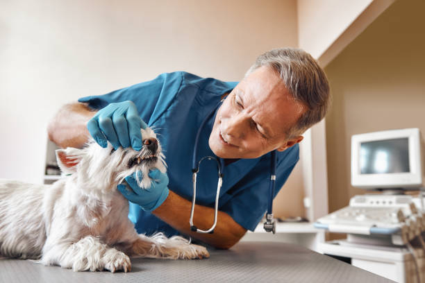 Best Pediatric Emergency Dentist in Coloma, MI